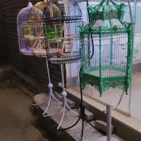 پرنده فروشی قفس عروس هلندی فنچ مرغ عشق|پرنده|مشهد, شهرک بهارستان|دیوار