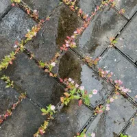 صحبت و راهنمایی با فرد آگاه