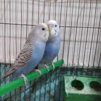 جفت مرغ عشق ...