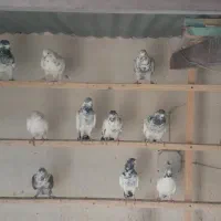 کبوتر پرشی کاشان|پرنده|کاشان, سرفره و صدره|دیوار