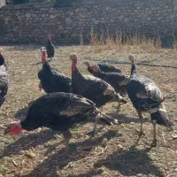 فروش بوقلمون ۸ ماهه نر و ماده