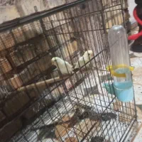 مرغ عشق هلندی لیمویی|پرنده|باوی, |دیوار