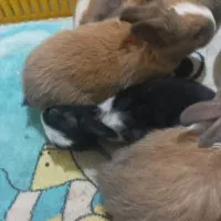 5بچه خرگوش ناز وکیوت