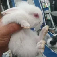 خرگوش