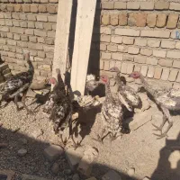 بوقلمون و مرغ|حیوانات مزرعه|پلدختر, |دیوار