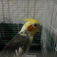 عروس هلندی نر بالغ|پرنده|تهران, جنت‌آباد مرکزی|دیوار