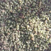 سبز سایه خشک|خوردنی و آشامیدنی|قره چای, |دیوار