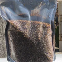 کرم میلورم خشک