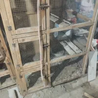 جفتکن|پرنده|میناب, |دیوار