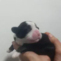 شیتزو|سگ|امیدیه, |دیوار