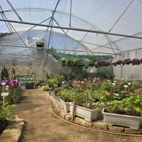 گل و گلخانه