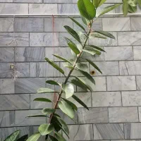 گل آپارتمانی فیکوس الاستیکا