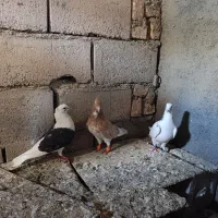 سه عدد پرنده