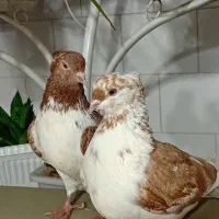 گرگی پرشی|پرنده|هشترود, |دیوار