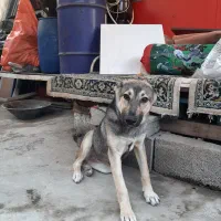 سگ ژرمن شیپرد|سگ|رشت, جانبازان|دیوار