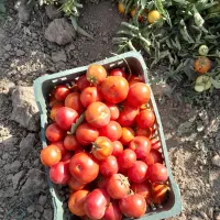 گوجه ارگانیک محلی