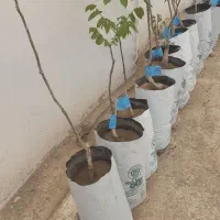 فروش نهال گلدانی لیبل آبی گردو چندلر و فرنور