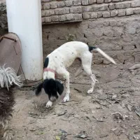 پوینتر آلمان انگلیس دنبلانی حرفه ای|سگ|گالیکش, |دیوار