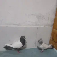 دوتا ماده سینه ابی یا سوسنی با سینه قهویی|پرنده|شیراز, شاپورجان|دیوار