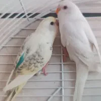 مرغ عشق