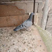 کفتر تهرانی و پلاکی شکار