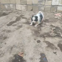 سامویید ماده|سگ|فولادشهر, B7|دیوار