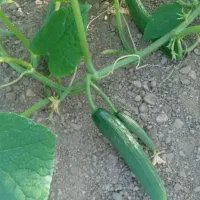 خیار سبز|خوردنی و آشامیدنی|تهران, امام زاده عبدالله|دیوار