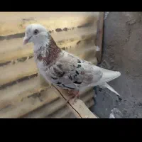 کود کبوتر