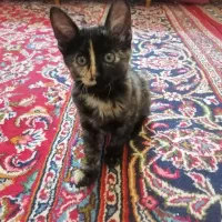 بچه گربه ماده