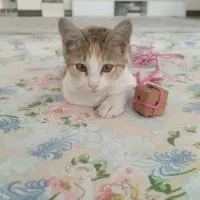 واگذاری گربه ملوس DSH