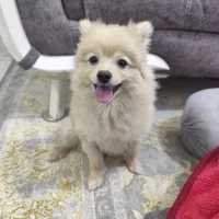 سگ پامر نر ۵ماهه|سگ|ساوه, |دیوار