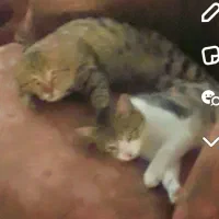 دوتا بچه گربه ناز رایگان