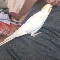 عروس هلندی گم شده در اقدسیه