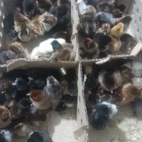 جوجه رنگی درج یک