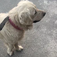 فروش  گلدن رتریور بسیار اصیل  سفید و تربیت شده