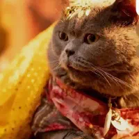 اسکاتیش بلو آنفولد 2ساله|گربه|تهران, قزل قلعه|دیوار