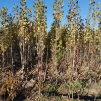 نهال صنوبر|خدمات باغبانی و درختکاری|صوفیان, |دیوار