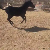 کره مادیان مشکی