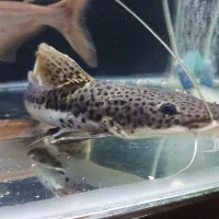 یک عدد ردتیل دراگون ۳۰ سانت سالم .