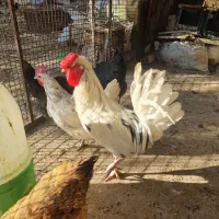 یک عدد خروس گلین جوان وسالم لطفا تماس بگرید بگیر|حیوانات مزرعه|محلات, |دیوار