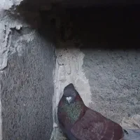 کبوتر پرشی