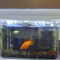 آکواریوم با تمام لوازم