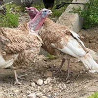 بوقلمون حنایی نر جم