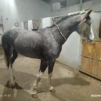 اسب عرب ترکیه مادیان