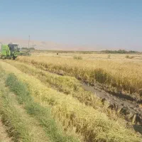 برنج محلی دورود