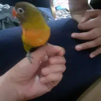 جوجه کوتوله