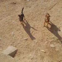 سگ پاکوتاه نر وماده