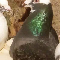 سلام خدمت دوستان جفت نر و ماده ۴۰۰