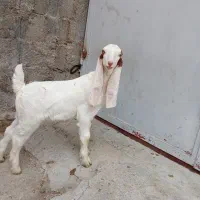 کهره گلابی نره سالم