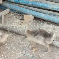 قو غاز